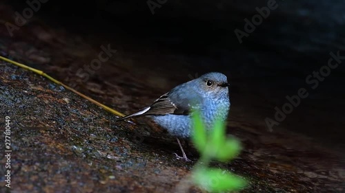 This female Plumbeous Redstart is not as colourful as the male but sure it is so fluffy as a ball of a cute bird; it likes to be at fast moving streams located at high elevation mountain forests. photo