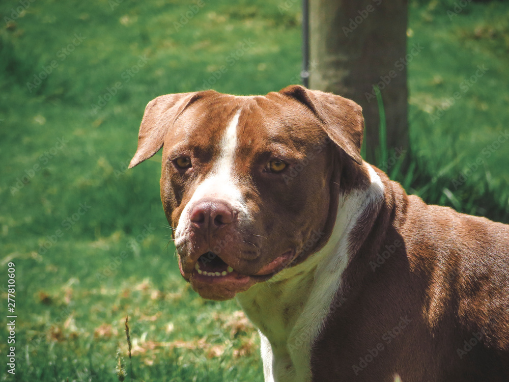 Pitbull posing in front of the camera Pitbull posing in front of the camera