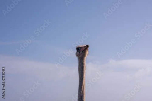 Portrait of ostrich head against sky background