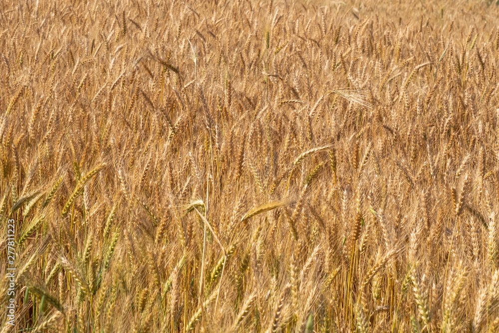 Beautiful wheat field during harvest time, background Beautiful wheat field during harvest time, background