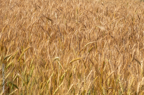 Beautiful wheat field during harvest time, background © mustafaoncul