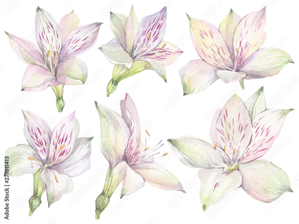 Hand painted watercolor illustration. Floral set with white Alstroemeria flowers.