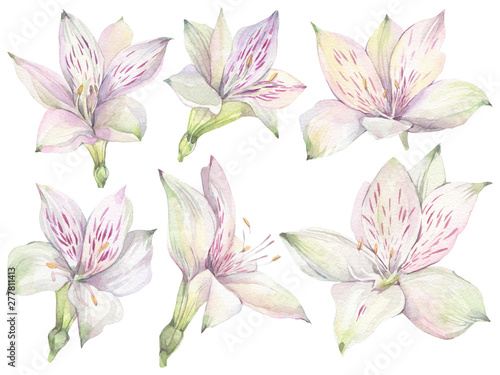 Hand painted watercolor illustration. Floral set with white Alstroemeria flowers.
