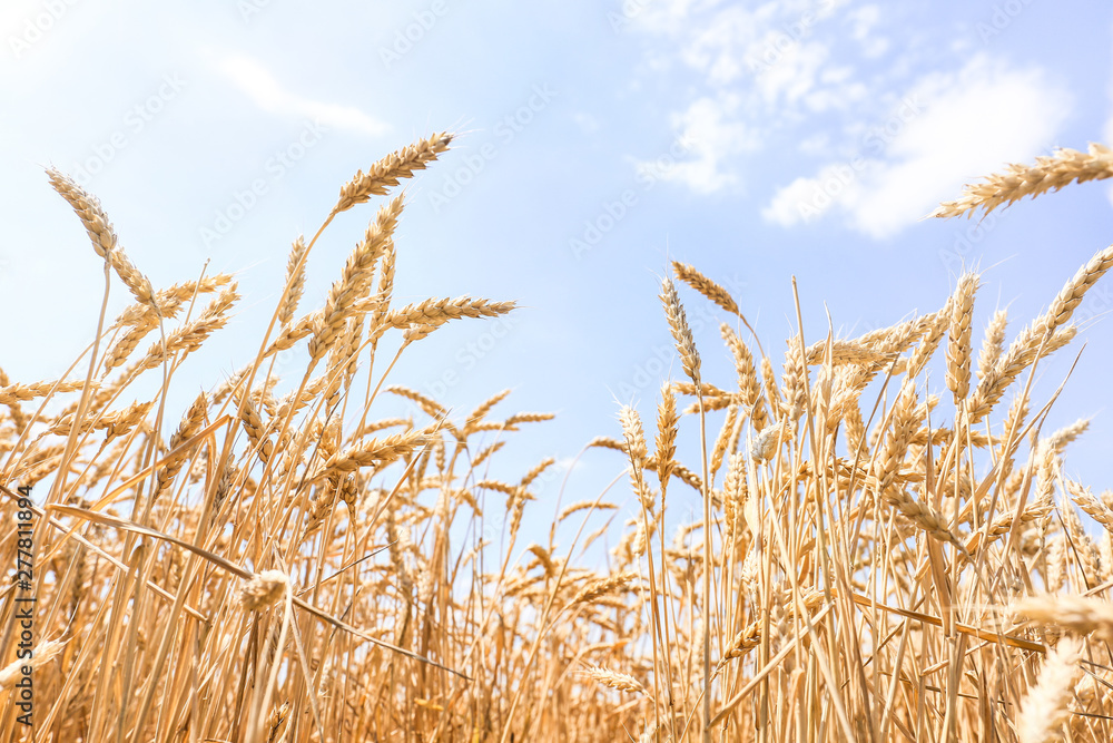 Fototapeta premium Spikelets in wheat field on summer day