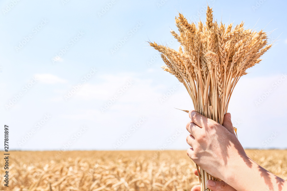 Obraz premium Female farmer with wheat spikelets outdoors