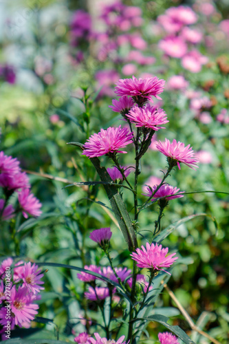 Pink flowers