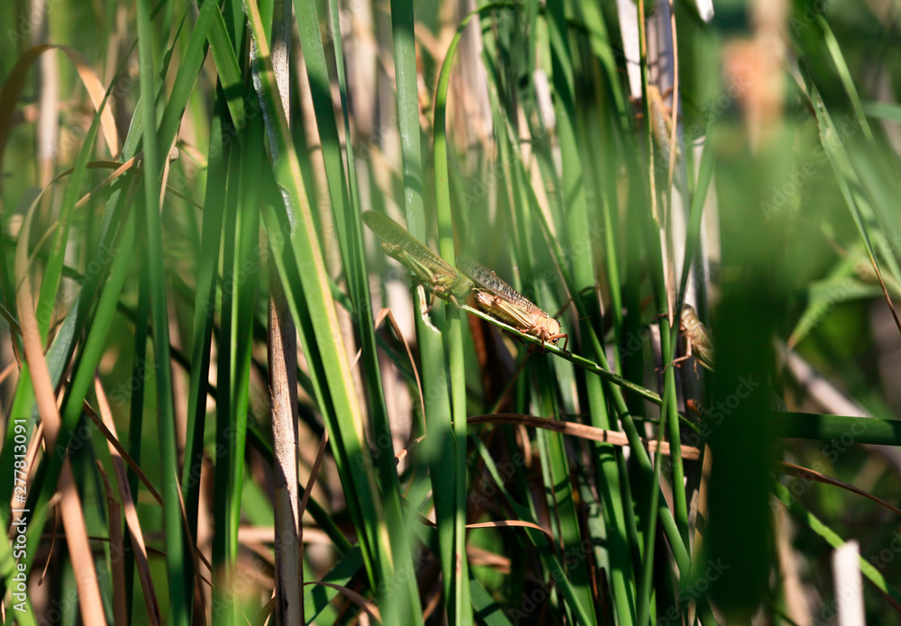 Locusts in the Volga delta in July, Astrakhan, Russia Locusts in the Volga delta in July, Astrakhan, Russia