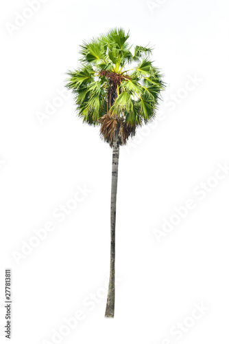 Betel palm tree isolated on white background. © kittiyaporn1027