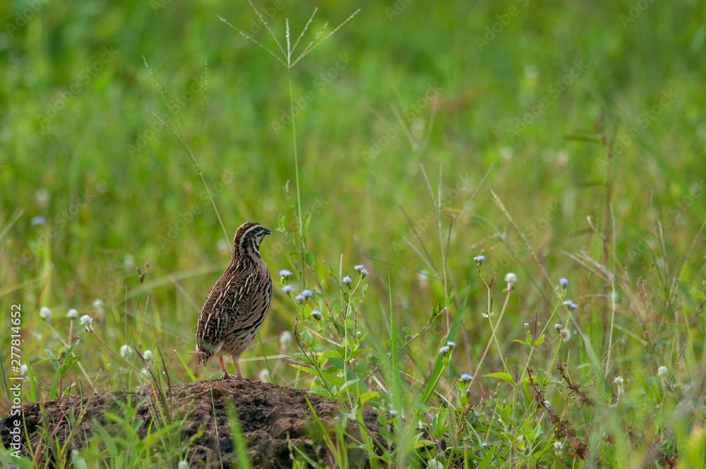 Rain Quail; Coturnix coromandelica standing and calling for the female on the rock in the field Rain Quail; Coturnix coromandelica standing and calling for the female on the rock in the field