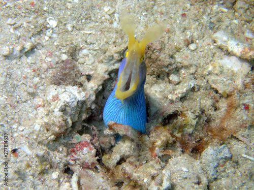 Closeup and macro shot of Blue ribbon eel during a leisure dive in Mabul Island, Semporna. Tawau, Sabah. Malaysia, Borneo.  photo