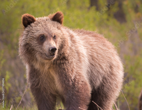 Grizzly Bear in Banff National Park