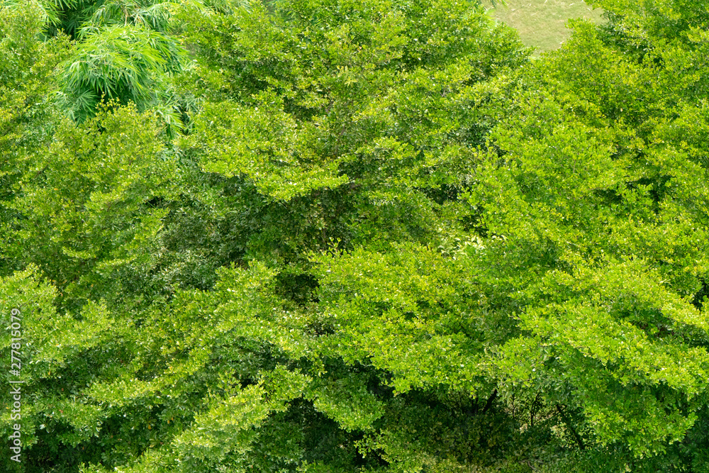 topview green leaf of tree for background. topview green leaf of tree for background.