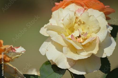 Thomasville rose garden