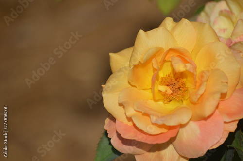 Thomasville rose garden 0341