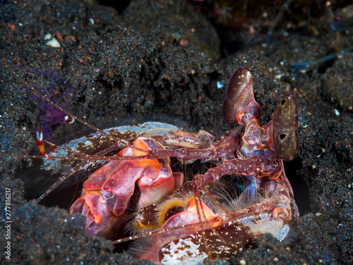 A large mantis shrimp with close up of eyes and vibrant colours