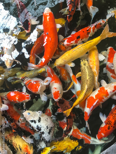 Beautiful crayfish in a pond.