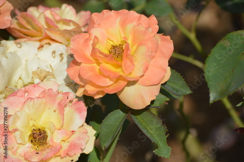 Thomasville rose garden 0344