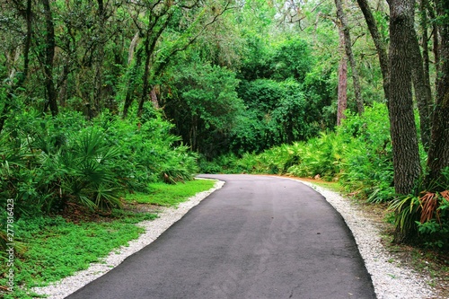 disappearing pathway in Florida nature
