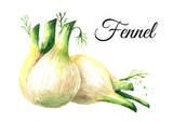 Fresh fennel bulbs with leaves. Watercolor hand drawn illustration, isolated on white background