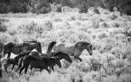 A herd of wild horses running through the Utah desert