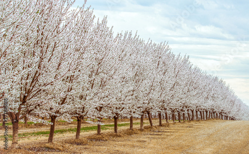 Slika na platnu Northern California almond orchards in full bloom