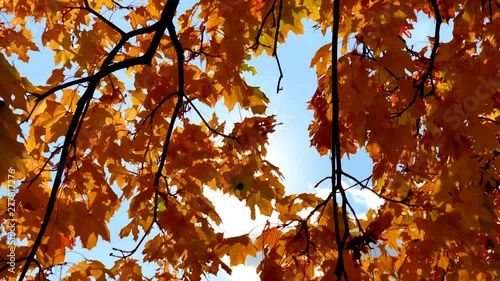 Autumn leaves and blue sky background, beautiful nature 4K backgroung, mapl tree falls leafs, colorful forests red, orange colourful footage clip photo