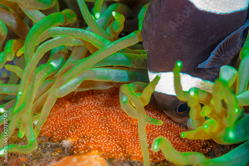 A Clarkii clown fish attending to its eggs with vibrant anemone colours