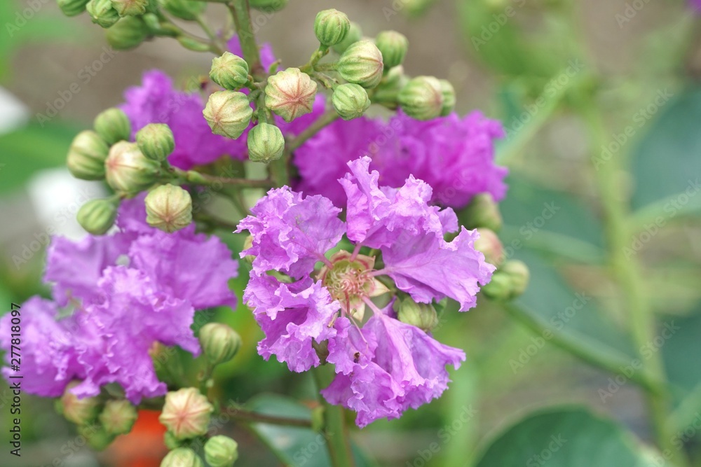 Lagerstroemia speciosa flower in nature garden Lagerstroemia speciosa flower in nature garden