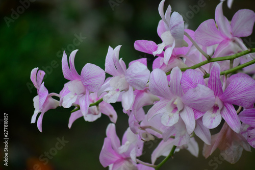 Fototapeta Naklejka Na Ścianę i Meble -  Pink orchid Is a beautiful, fresh, natural flower that looks refreshing