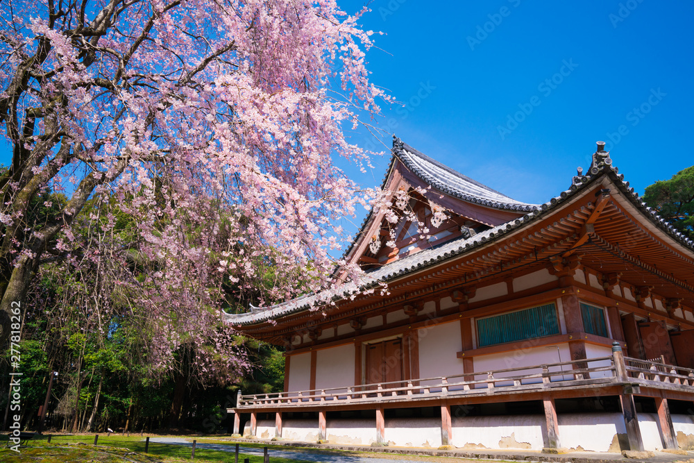 京都 醍醐寺の金堂と桜 京都 醍醐寺の金堂と桜