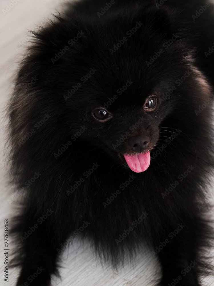 Obraz premium Black Pomeranian dog cute pets happy in home.