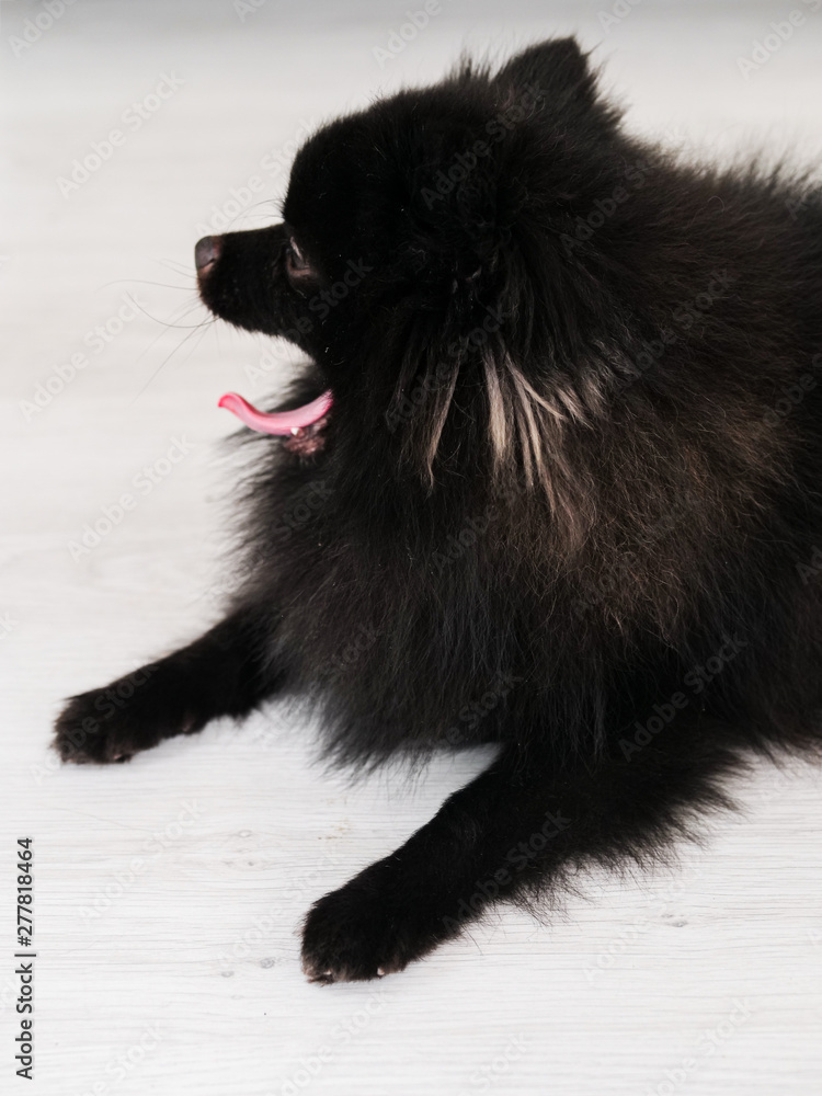 Black Pomeranian dog cute pets happy in home.