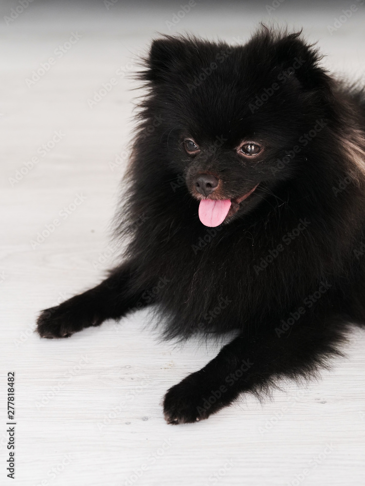 Black Pomeranian dog cute pets happy in home. Black Pomeranian dog cute pets happy in home.