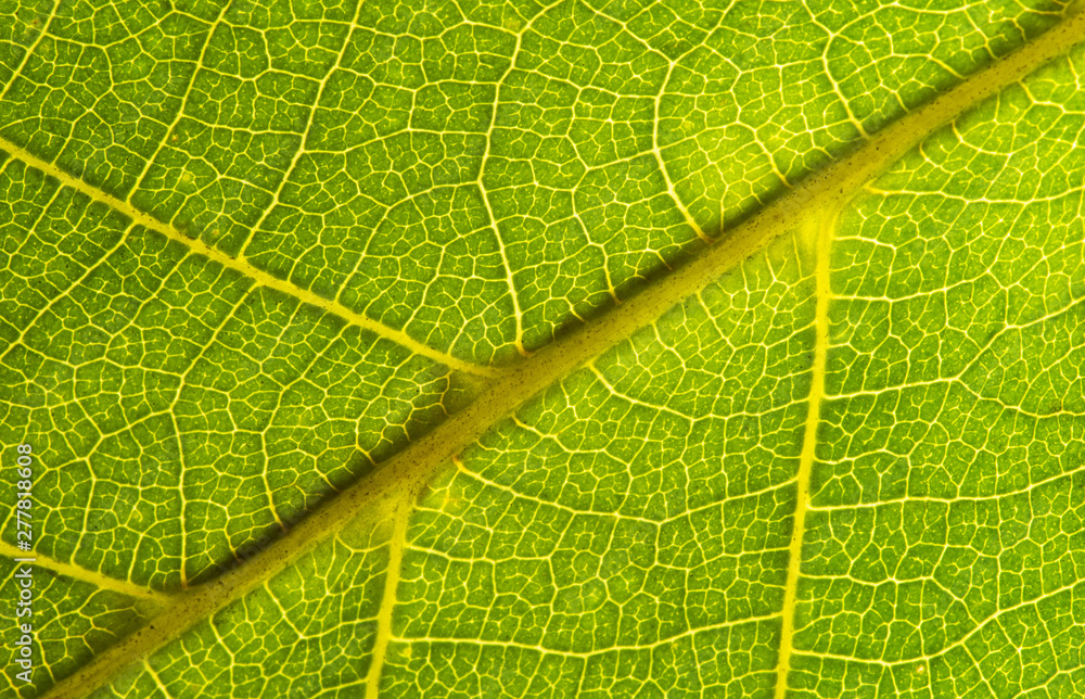 Green leaves background. Leaf texture. close up green leaf texture. Macro close-up of green leaf, Green leaf background texture. Green leaves background. Leaf texture. close up green leaf texture. Macro close-up of green leaf, Green leaf background texture.