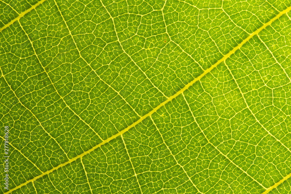 Green leaves background. Leaf texture. close up green leaf texture. Macro close-up of green leaf, Green leaf background texture. Green leaves background. Leaf texture. close up green leaf texture. Macro close-up of green leaf, Green leaf background texture.
