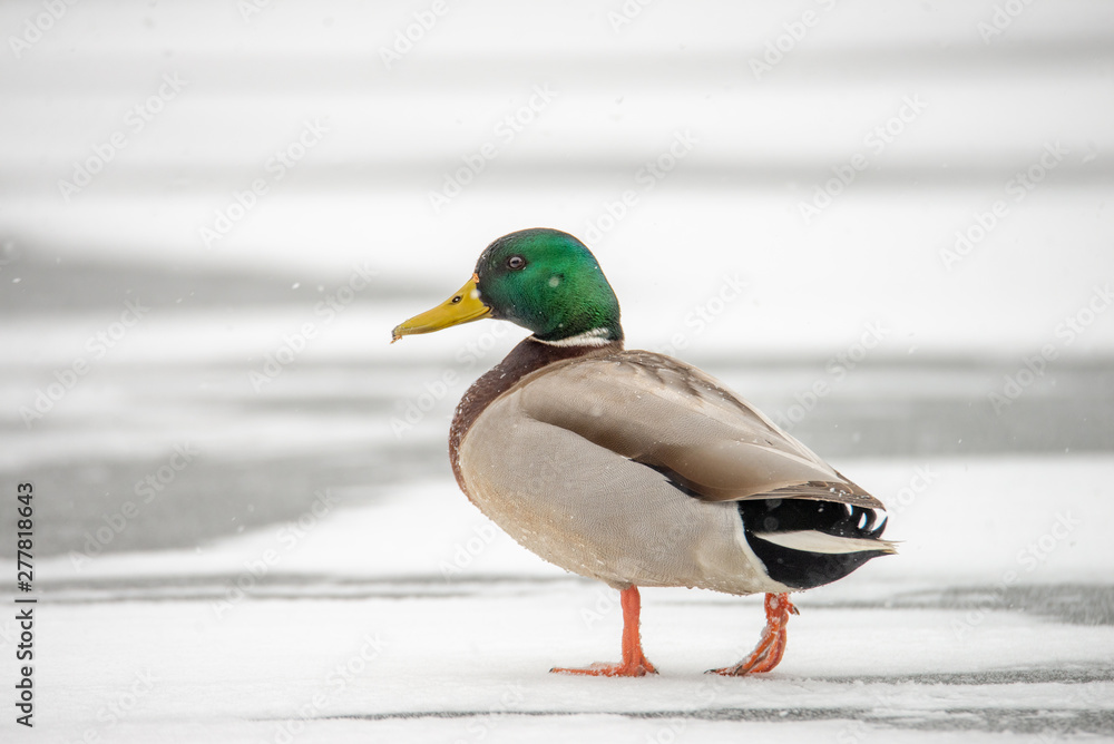 Beautiful Mallard drake walking on a frozen canal in a snow storm Beautiful Mallard drake walking on a frozen canal in a snow storm
