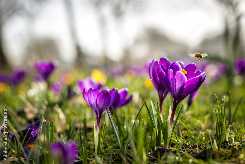 Close-up photo of various Dutch Crocus Vernus flowers in early spring