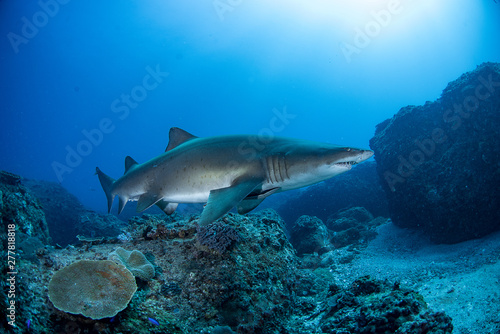 Grey nurse shark swimming in blue water over reef © Timothy