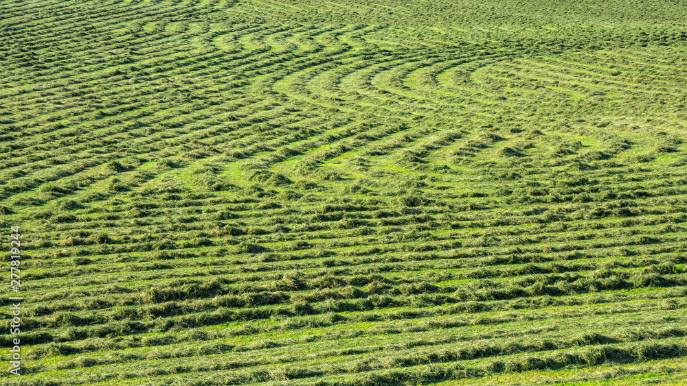 Green fields with grass and hay cut ready to be harvested. Hills in southern Germany not far from the Alps