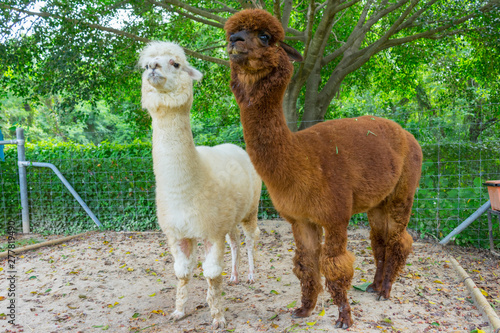 close up of two white and brown alpaca © bennnn