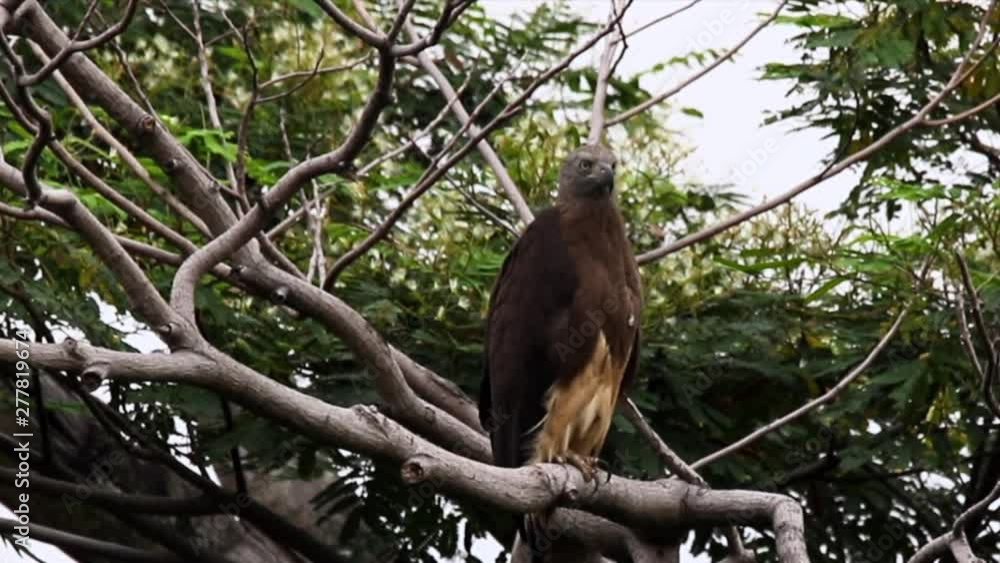 Gey headed fish eagle on tree branch Gey headed fish eagle on tree branch