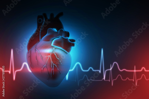 3d illustration Anatomy of Human Heart 