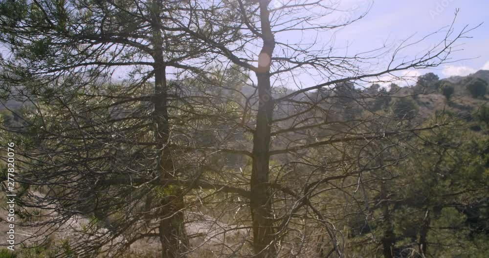 Landscape of pines on a mountain in the south of Spain. Beautiful flare appears while the camera makes its movemen. Travelling. Landscape of pines on a mountain in the south of Spain. Beautiful flare appears while the camera makes its movemen. Travelling.