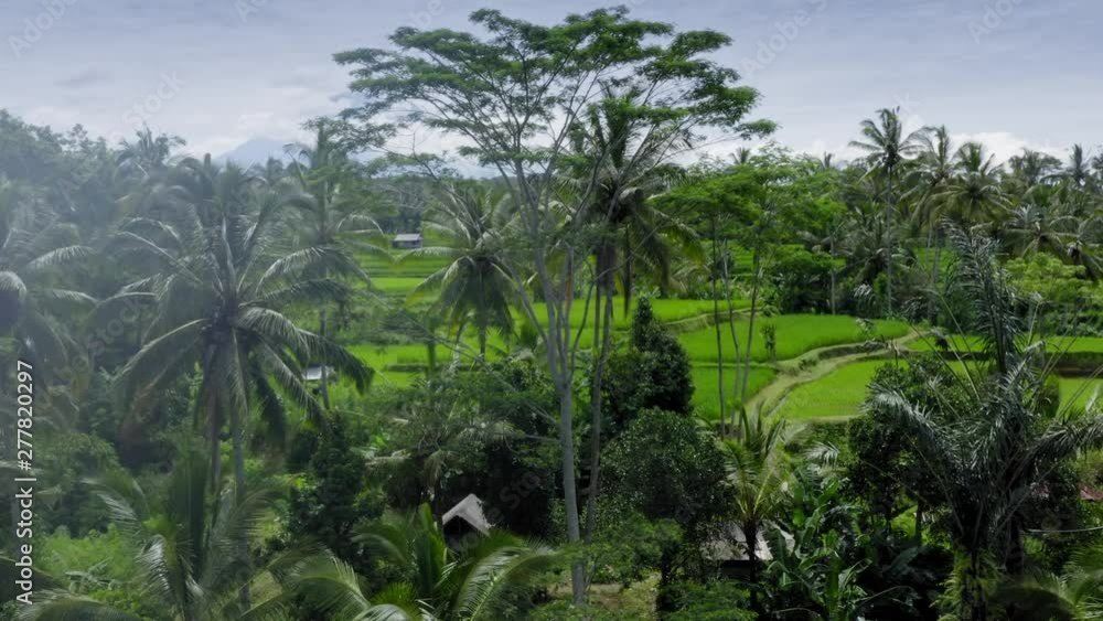 Aerial: Rice fields and tropical forest in Batakaru. In the background is Mt Agung. Bali, indonesia Aerial: Rice fields and tropical forest in Batakaru. In the background is Mt Agung. Bali, indonesia