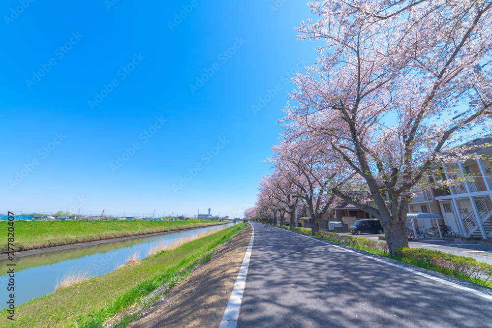 Fototapeta premium 桜 並木道 ソメイヨシノ 春 新生活 街路樹 散歩 ランニング