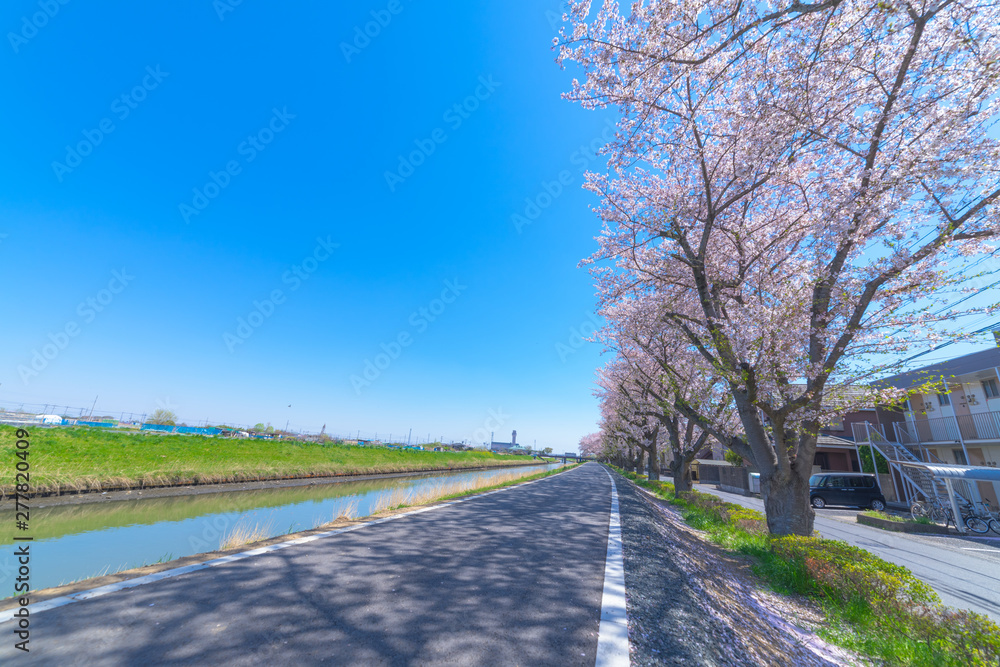 Fototapeta premium 桜 並木道 ソメイヨシノ 春 新生活 街路樹 散歩 ランニング