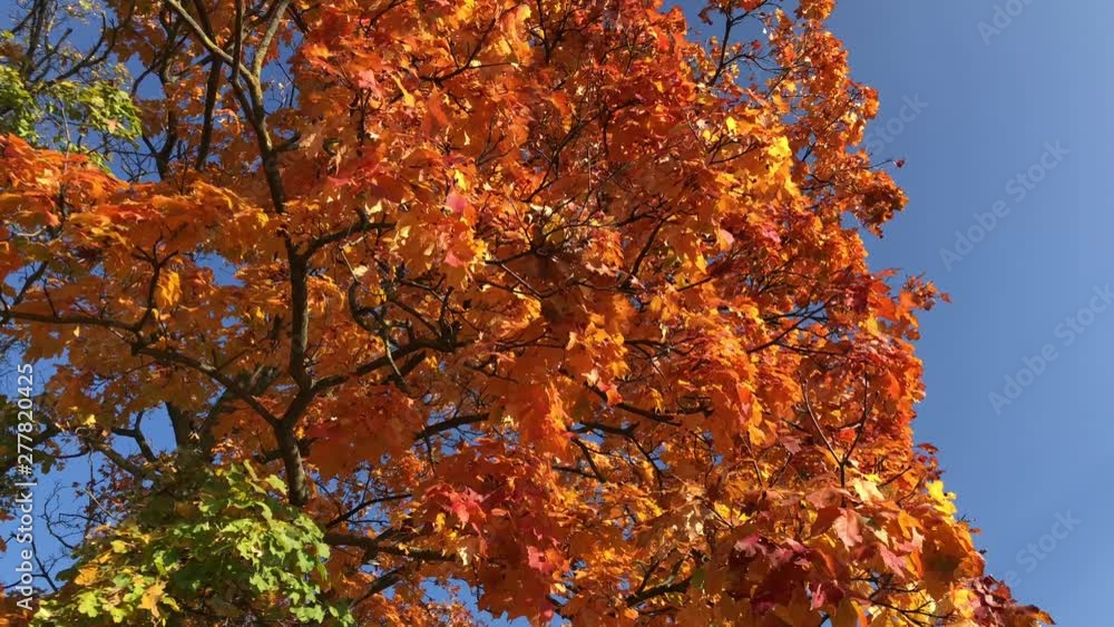 Autumn tree red, yellow leaves. Maple forest foliage fall season. Autumn tree red, yellow leaves. Maple forest foliage fall season.