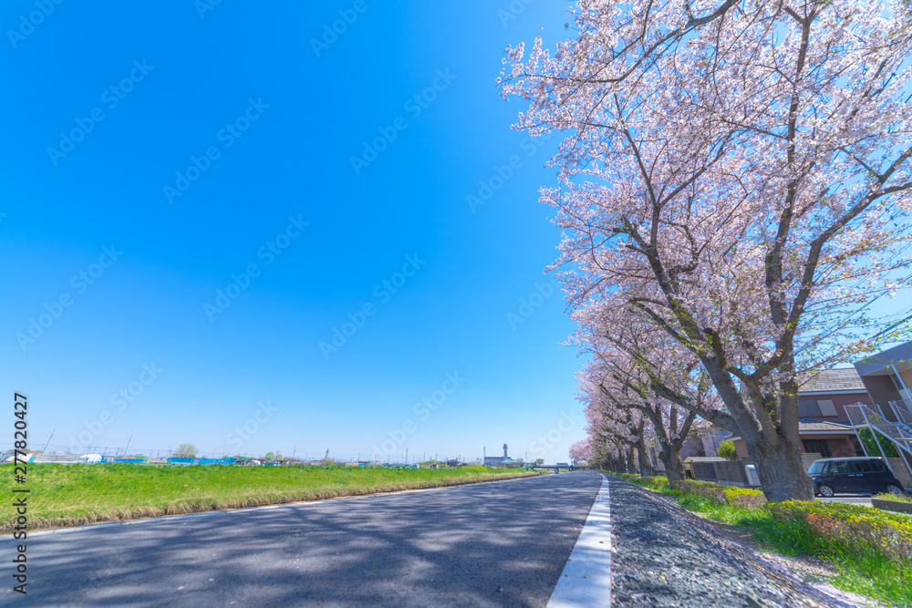 Fototapeta premium 桜 並木道 ソメイヨシノ 春 新生活 街路樹 散歩 ランニング