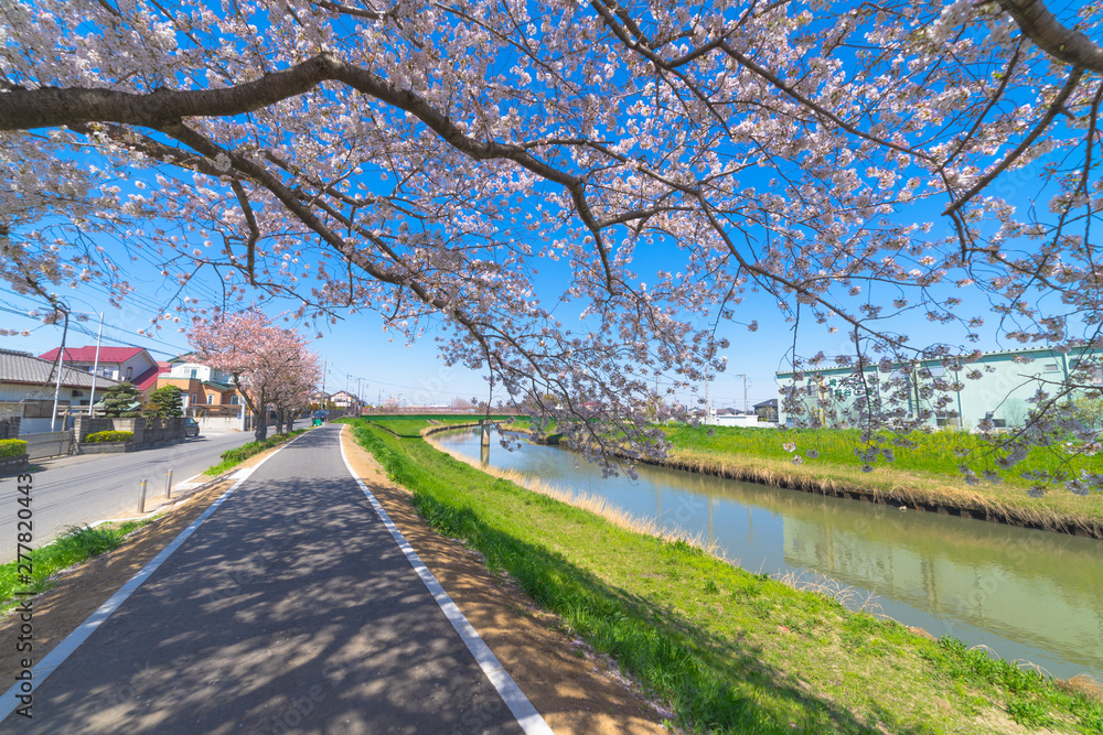 桜 並木道 ソメイヨシノ 春 新生活 街路樹 散歩 ランニング