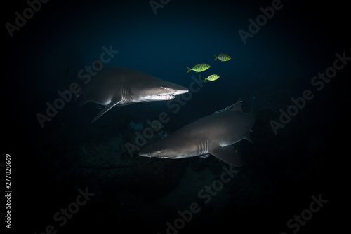 A beautiful pair of grey nurse sharks with golden trevally